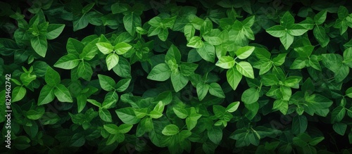 Fig leaf Green leaves texture Spring background with space for text Natural background. copy space available