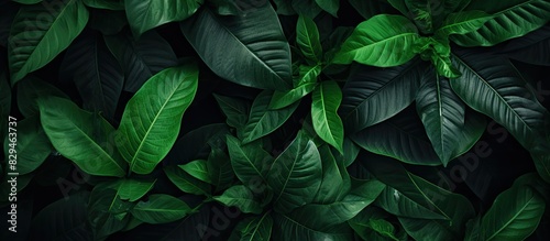A background image featuring an assortment of vibrant green leaves with copy space