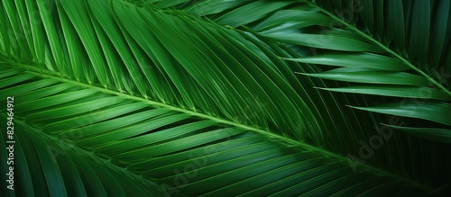 Close up of palm leaves creating a beautiful background with ample copy space for images