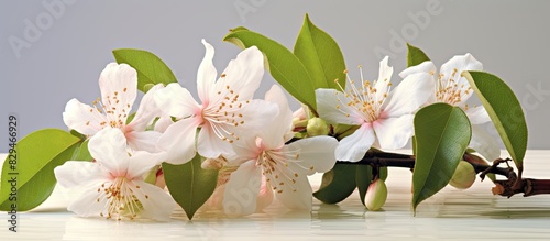 Psidium guajava is adorned with delicate white petals creating an exquisite copy space image photo