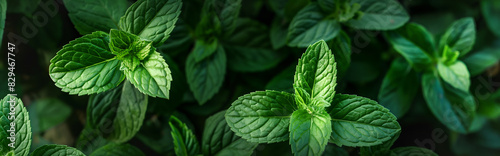 Fresh Mint plants growing banner background, top view