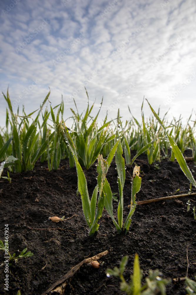 Lush wheat seedlings in rich soil under a clear blue sky with morning dew drops Lush wheat seedlings in rich soil under a clear blue sky with morning dew drops