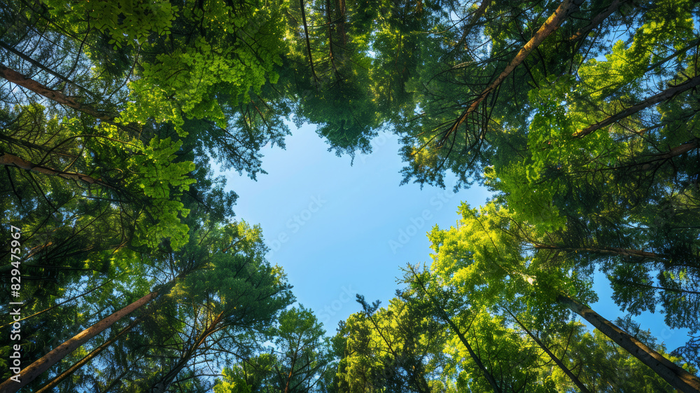 Fototapeta premium Love in Nature, Heart-Shaped Tree Canopy