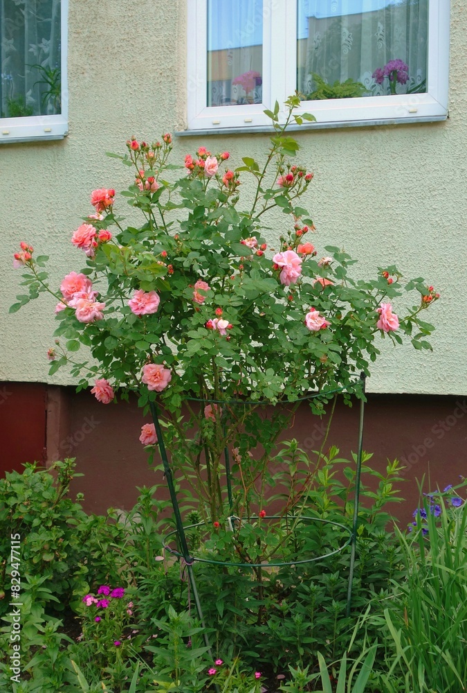 Naklejka premium A rose with pink flowers grows on a stump in a home garden.