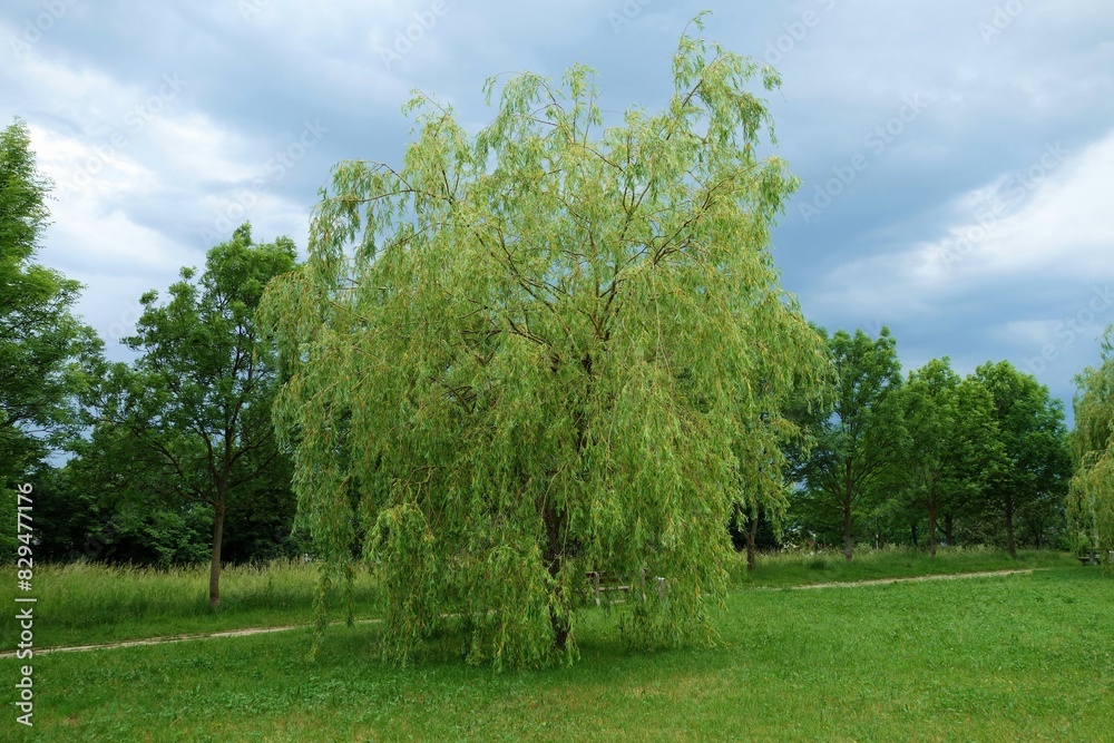 In spring, a medium-sized willow tree grows in a grassy field in the garden. In spring, a medium-sized willow tree grows in a grassy field in the garden.