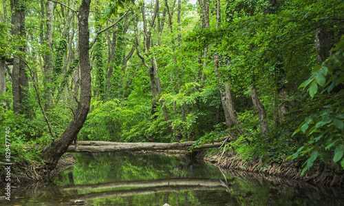 a fallen tree above a stream in the forest.