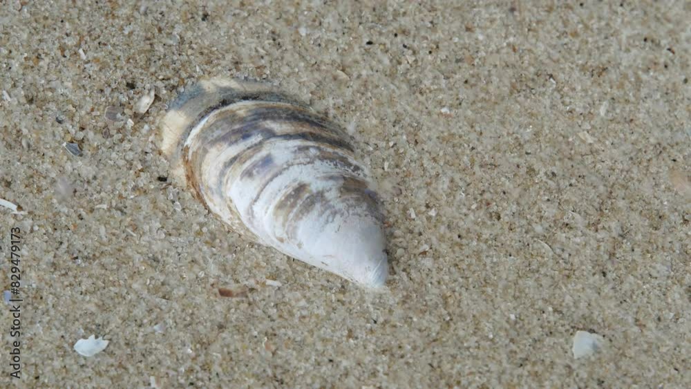 Sand blown away by a strong wind near a large shell close-up Sand blown away by a strong wind near a large shell close-up