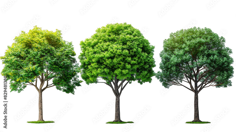 Three lush green trees in a row with thick foliage and branches isolate on transparent background, cutout, png Three lush green trees in a row with thick foliage and branches isolate on transparent background, cutout, png