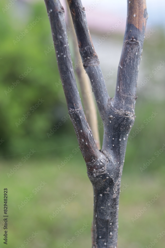 The trunk of a young pear seedling. Turned black and froze due to frost. Tree diseases. Close-up. Selective focus. Copyspace The trunk of a young pear seedling. Turned black and froze due to frost. Tree diseases. Close-up. Selective focus. Copyspace