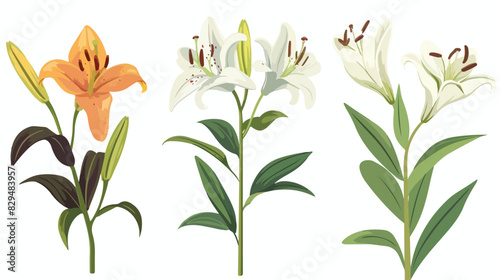 Beautiful fresh lily flowers isolated on white Cartoon