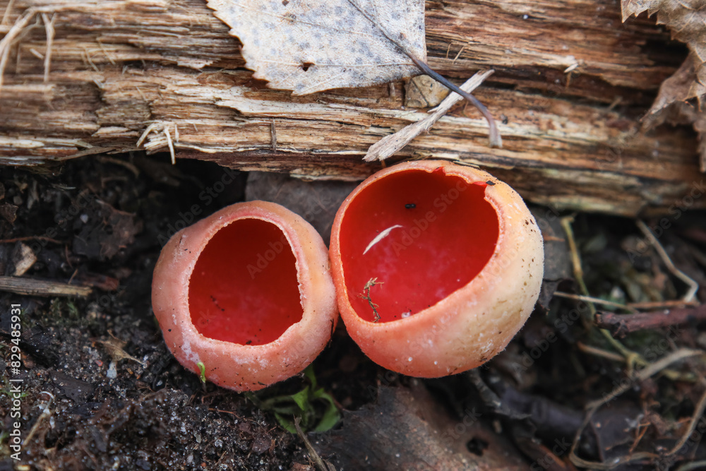 Close-up of Bright Red Cup Fungus Growing on Decaying Wood in a Serene Forest Floor Setting, horizontal Close-up of Bright Red Cup Fungus Growing on Decaying Wood in a Serene Forest Floor Setting, horizontal
