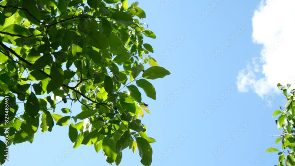Tree leaves shaking - Green leaves and blue sky and clouds in the background Tree leaves shaking - Green leaves and blue sky and clouds in the background