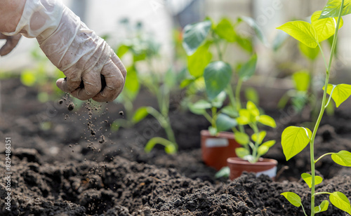 Hand of senior woman wearing glove and holding soil near pepper plants photo