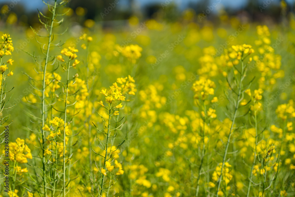 Yellow Mustard Field Farm with Mustard Flowers Farming for Rapeseed Oil Yellow Mustard Field Farm with Mustard Flowers Farming for Rapeseed Oil