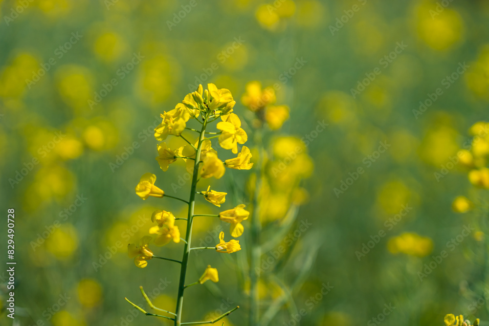 Yellow Mustard Field Farm with Mustard Flowers Farming for Rapeseed Oil Yellow Mustard Field Farm with Mustard Flowers Farming for Rapeseed Oil
