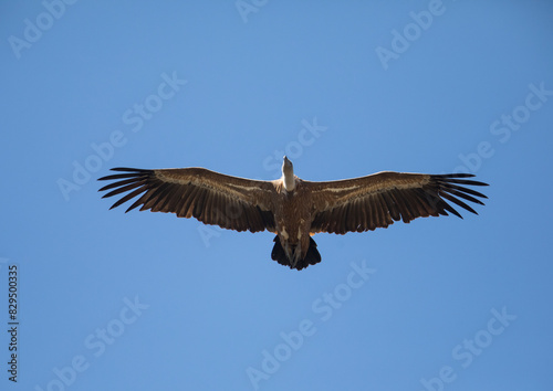 Eurasian griffon vulture (Gyps fulvus) flying against clear blue sky photo