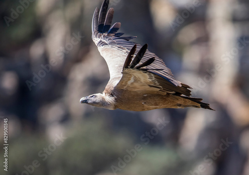Eurasian griffon vulture(Gypsfulvus)in flight photo