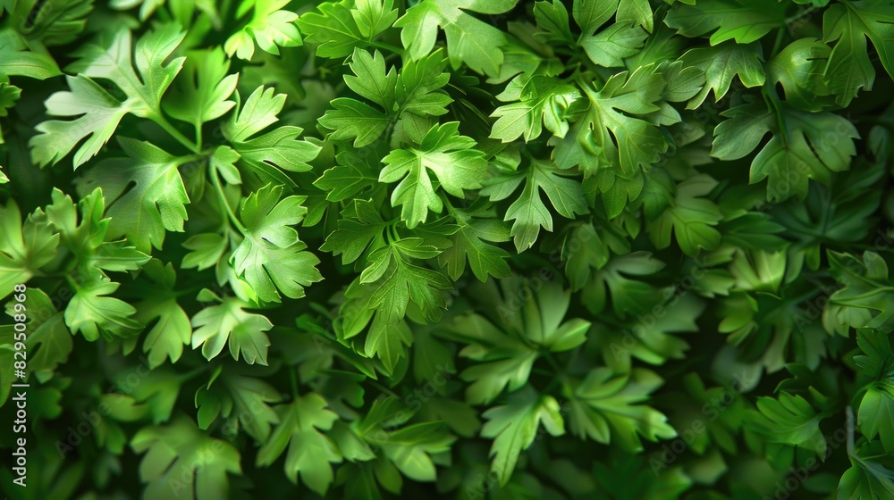 Fototapeta premium Background of fresh parsley image