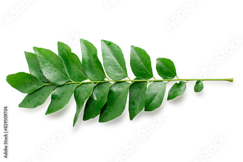 Fresh organic curry leaves ( Murraya koenigii ) isolated on white background, Fresh green curry leaves