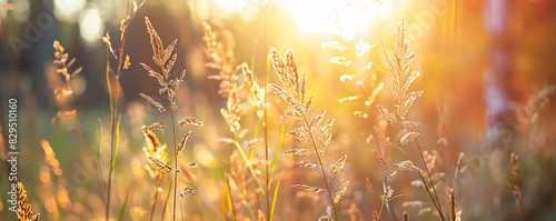 Golden hour sunshine on meadow grasses photo
