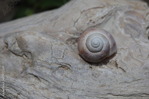 An empty snail shell on rock