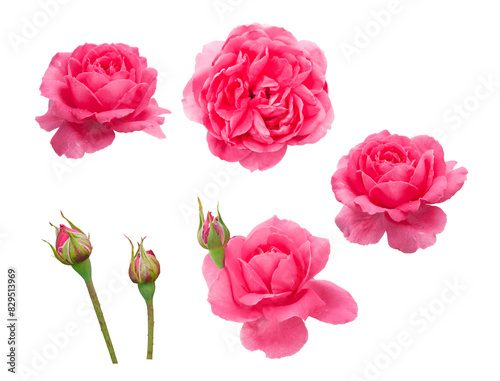 Rose flowers isolated on white background © Elena