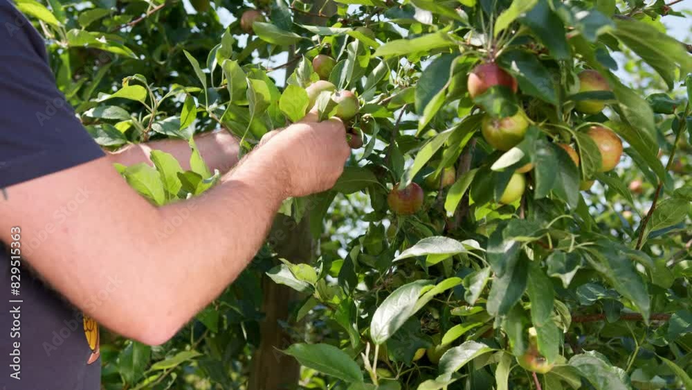 Hand of a man holding a branch full of small young apples and green leaves Hand of a man holding a branch full of small young apples and green leaves