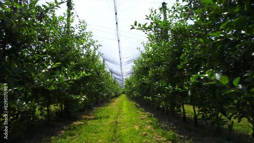 Drone flight between two rows of trees in green apple orchard