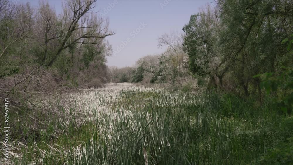 Dry brown vegetation on swamp in fall replaced with lush green plants in spring Dry brown vegetation on swamp in fall replaced with lush green plants in spring