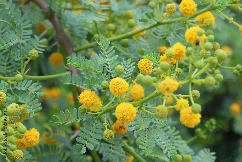 flowers and leaves of Vachellia farnesiana flowers and leaves of Vachellia farnesiana