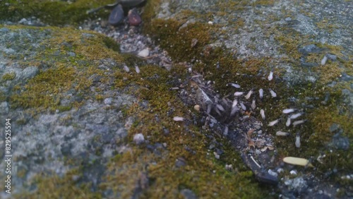 A group of Flying ants out of the nest inside the rock with little mossy