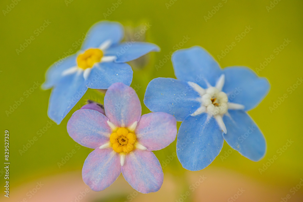 Detailed macro shot of blue and pink Myosotis sylvatica flowers, also known as woodland forget-me-nots, against a blurred green background. The delicate petals and vibrant centers are clearly visible Detailed macro shot of blue and pink Myosotis sylvatica flowers, also known as woodland forget-me-nots, against a blurred green background. The delicate petals and vibrant centers are clearly visible