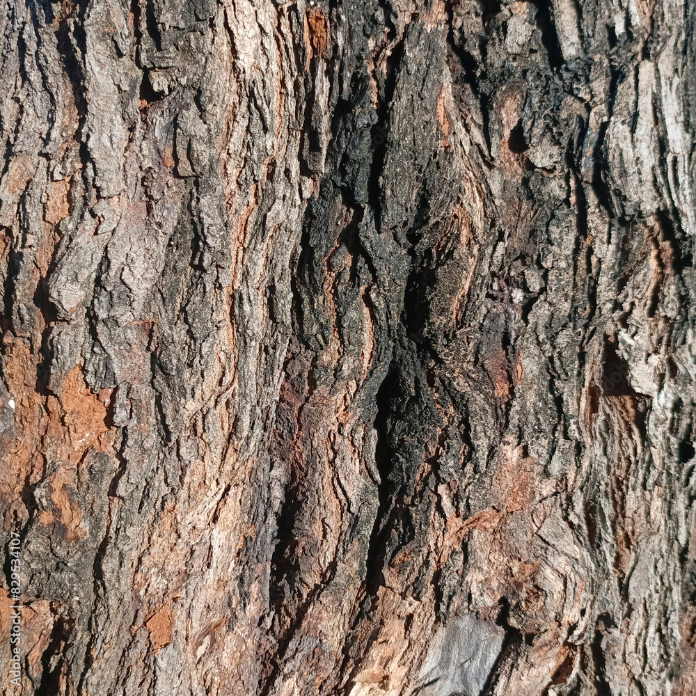natural texture of a Mulberry tree natural texture of a Mulberry tree