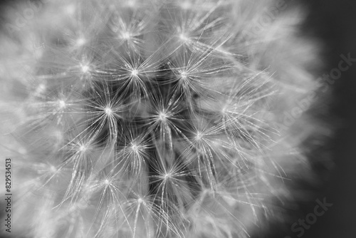 Extreme close-up of dandelion  black and white  shallow depth of field. Flower fluff  dandelion seeds