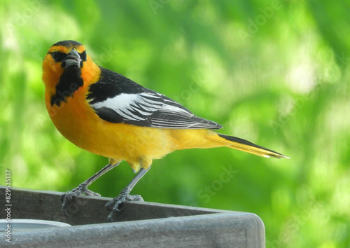 close up of male bullock's oriole perched on a feeder in summer in broomfield, colorado
