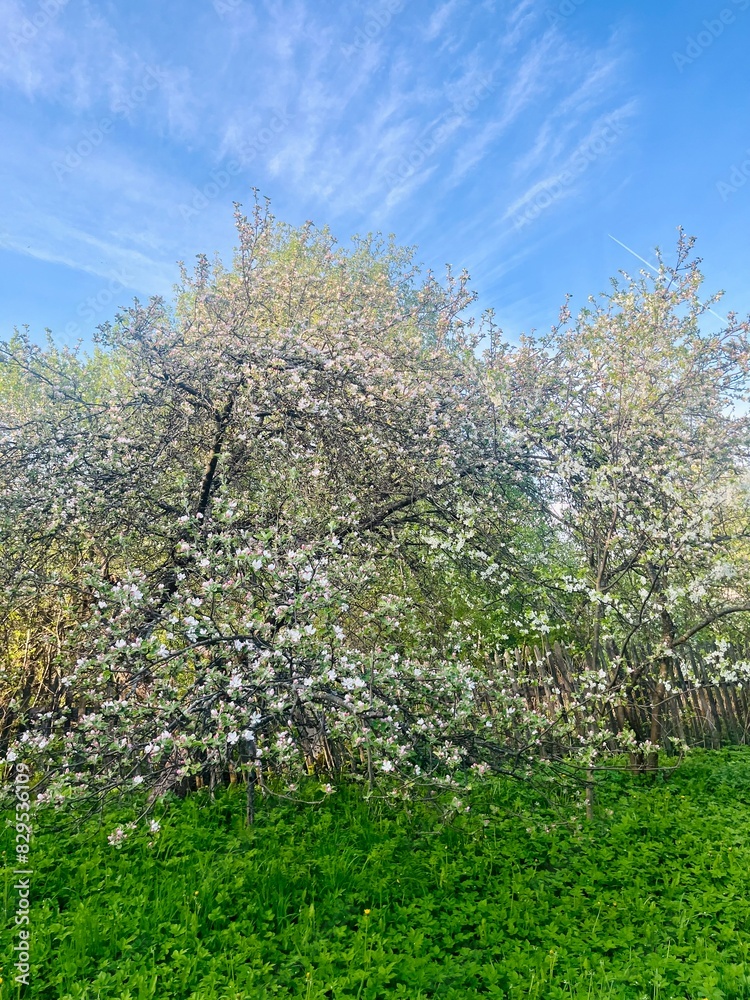tender blooming trees, tree blossom, blooming garden tender blooming trees, tree blossom, blooming garden