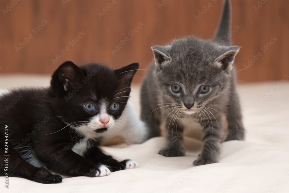 little kittens. Little fluffy gray and black kittens stand on a white bed, close-up, animal concept little kittens. Little fluffy gray and black kittens stand on a white bed, close-up, animal concept