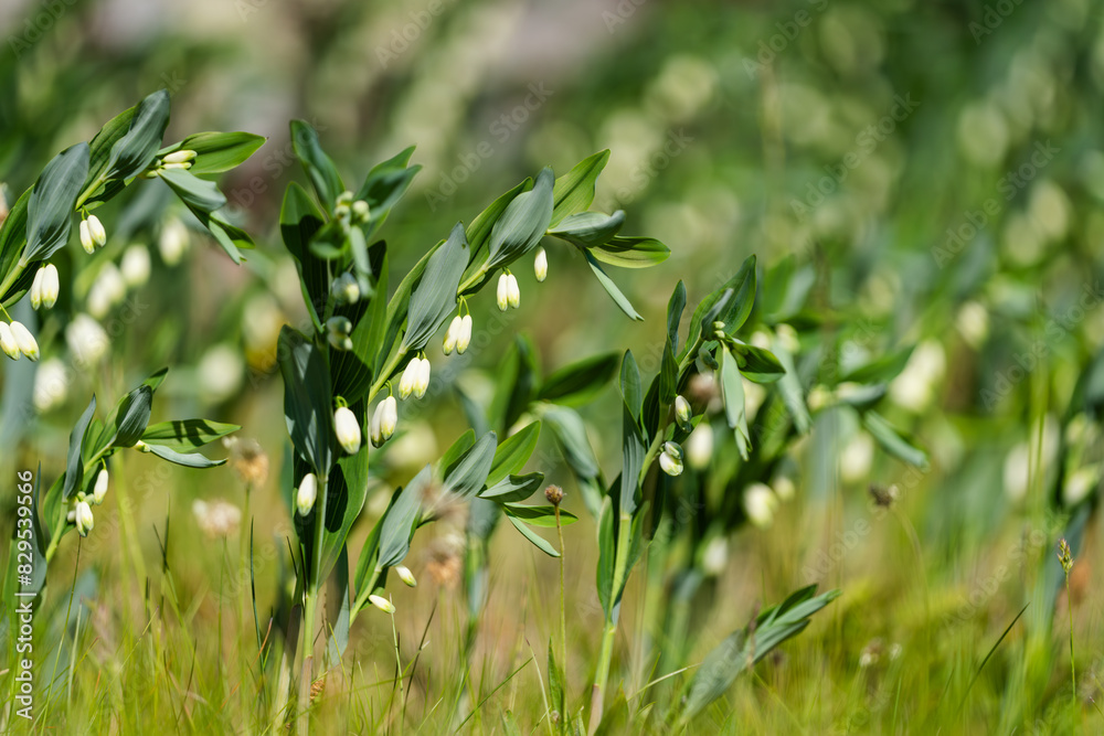 Flower of the Polygonatum odoratum, known as angular Solomons seal or scented Solomons seal. Solomon's seal white flowers. Selective focus. Wildflower background.