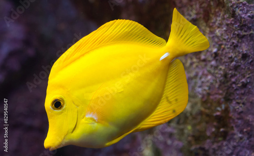 Close up of yellow tang fish. Beautiful color fish