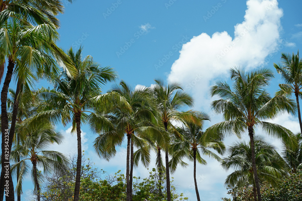 Obraz premium coconut trees