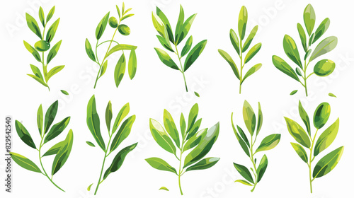 Set with fresh green olive leaves on white background