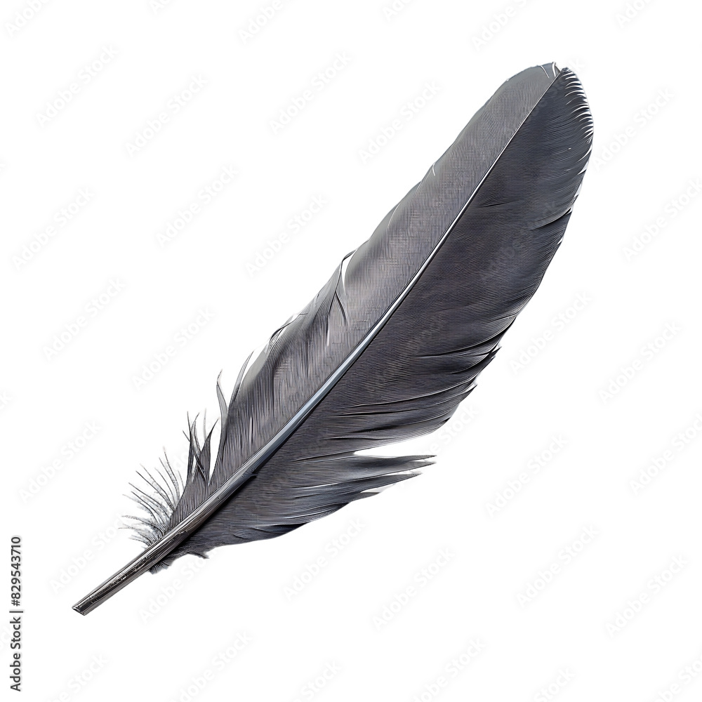Detail Oriented Quill Feather Premium PNG Stock Photos
