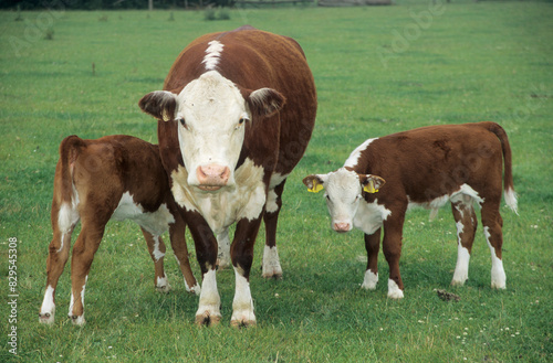 Horizontal image. Hereford cow with twin calves in a grass meadow.  One calf suckling. Location: Norfolk UK Europe 2001