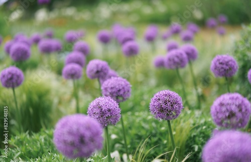 A field of vibrant purple allium flowers in full bloom stretches across the landscape. The spherical flower heads, resembling balls of amethyst, stand tall on slender green stalks