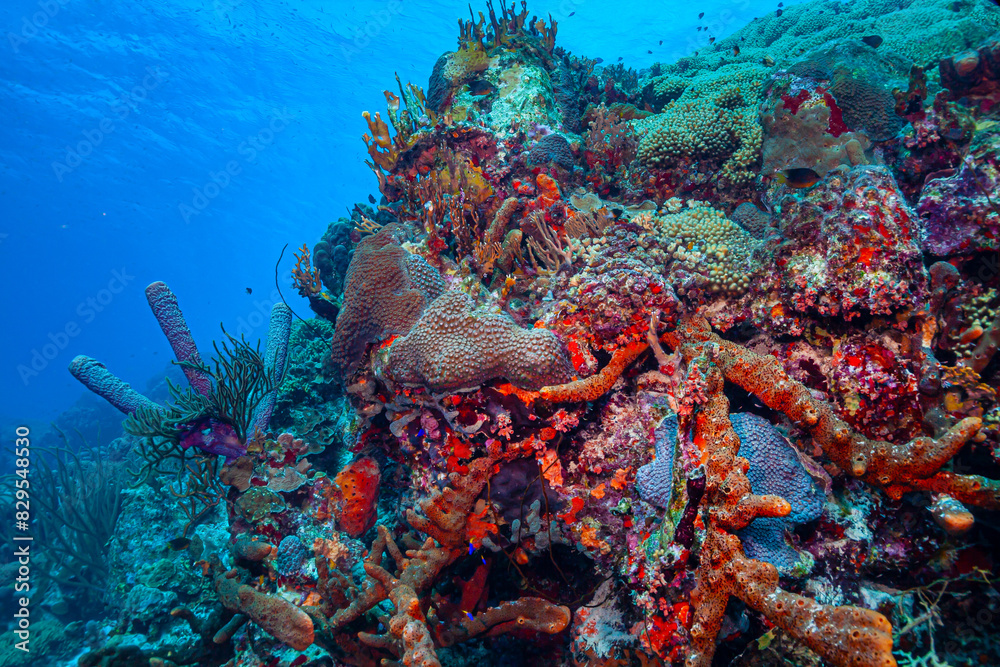 Fototapeta premium Caribbean coral garden off the coast the island of Roatan, Honduras