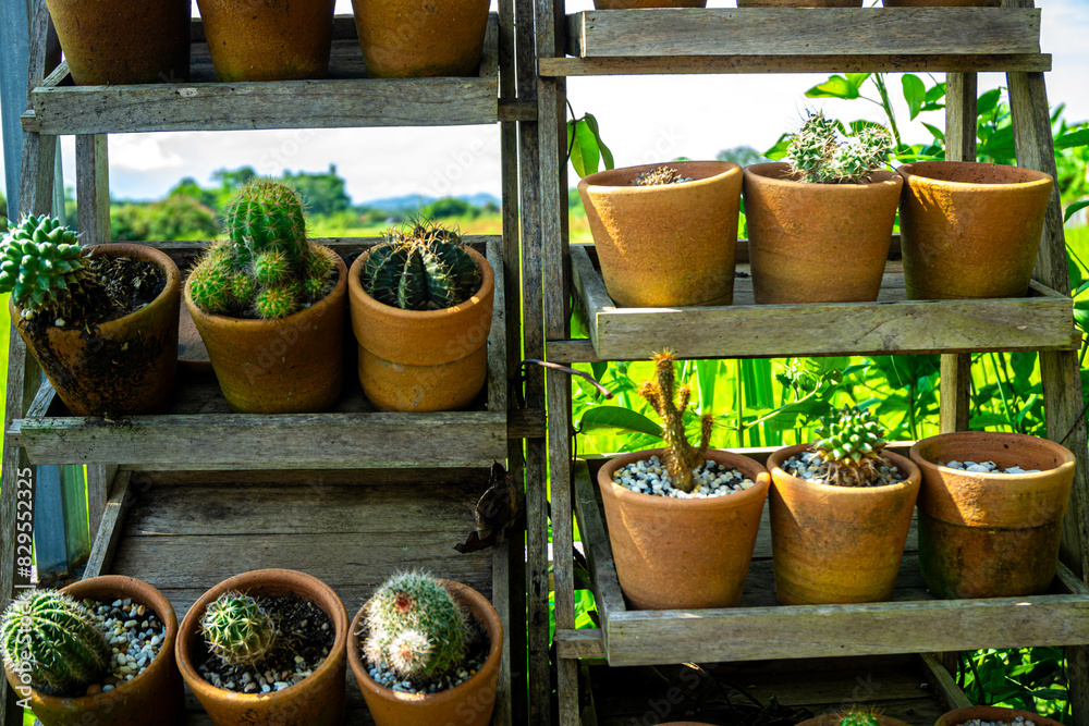 A diverse collection of cactus trees in various potted plants, showcasing a wide range of unique varieties. A diverse collection of cactus trees in various potted plants, showcasing a wide range of unique varieties.