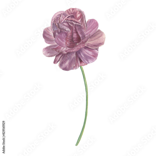 Buttercup  flower watercolor illustration isolated on white. Pink flower blossom. Spring blooming plant detailed botanical illustration