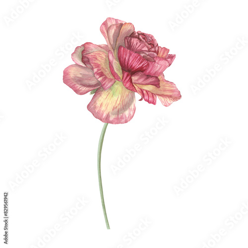 Buttercup flower watercolor isolated on white. Spring vibrant flower detailed botanical illustration. Romantic summer flower