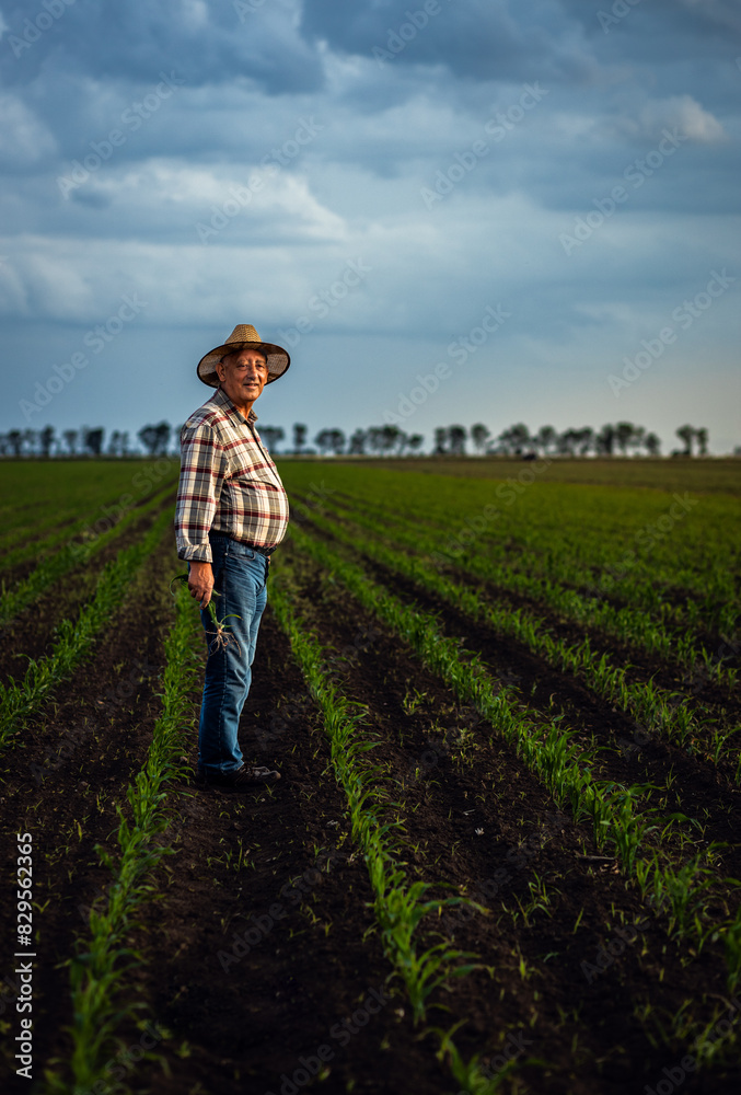 Fototapeta premium Senior farmer standing in corn field at sunset.