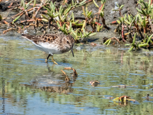 Least Sandpiper Calidris minutilla in Costa Rica photo